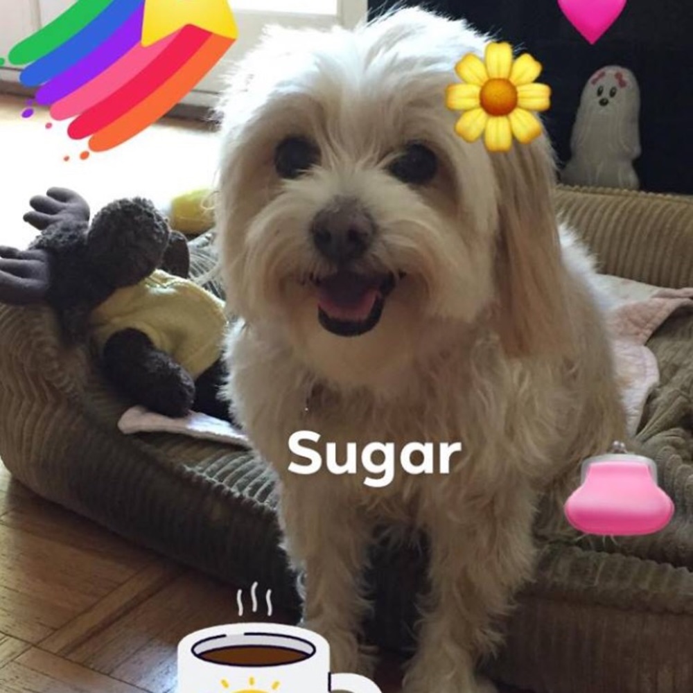 Bundle 3 dog 🐶 items for 10% off / read m… - Picture 4 of 16